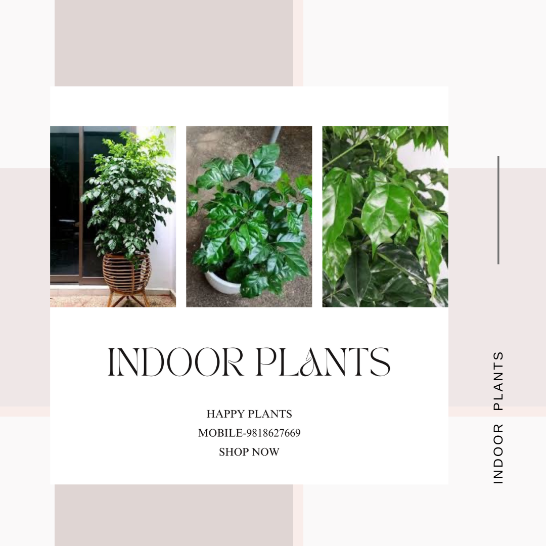 Plant Serenity